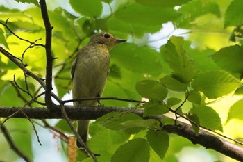 キビタキ 昭和記念公園 2022年5月5日(木)