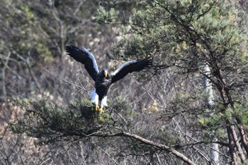 Steller's Sea Eagle 滋賀県 湖北 Tue, 12/5/2017