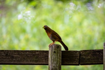 2022年5月7日(土) 薬師池公園の野鳥観察記録