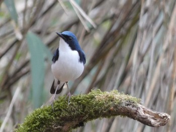 Sat, 5/7/2022 Birding report at Yanagisawa Pass