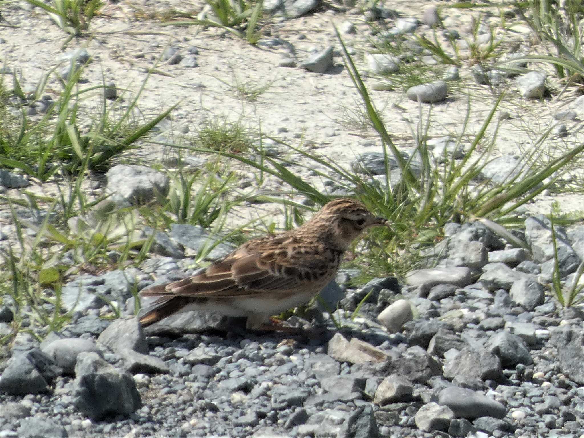 タヒバリ