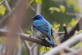 オオルリ 旭山記念公園 2022年5月3日(火)