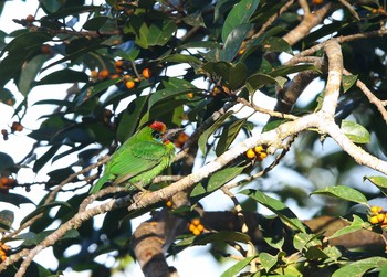 Red-throated Barbet Kaeng Krachan National Park Sun, 11/26/2017