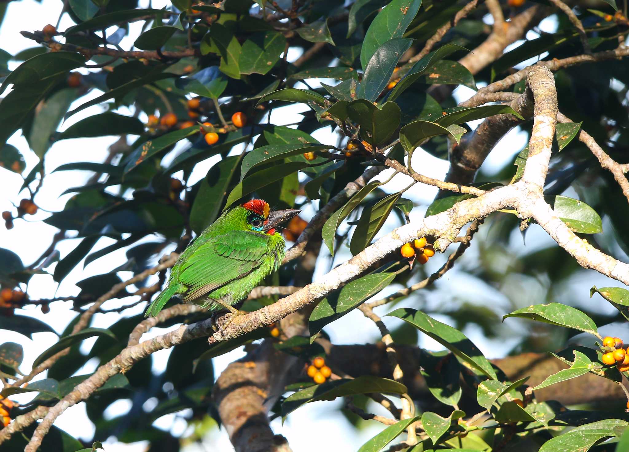 Photo of Red-throated Barbet at Kaeng Krachan National Park by Trio