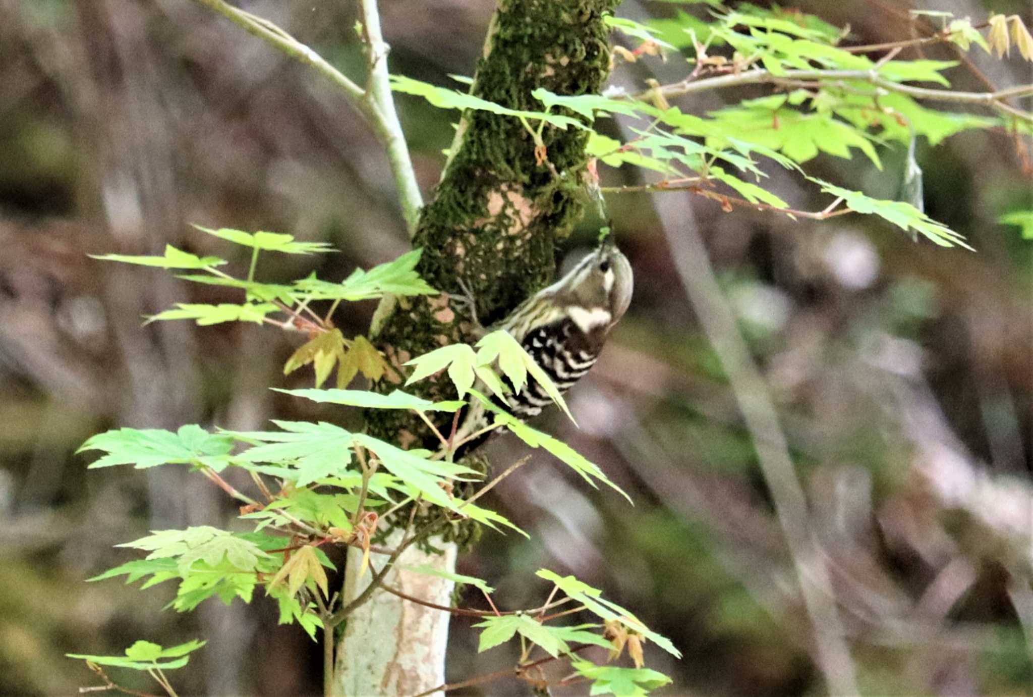 上まで登っては一番下にきて「ぎぃー」 by ぴーたま・まる