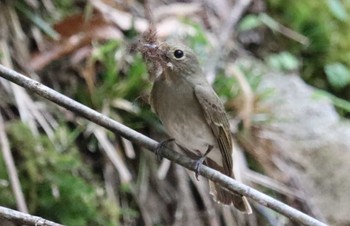 2022年5月7日(土) 段戸裏谷の野鳥観察記録