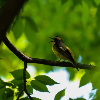 Narcissus Flycatcher Osaka castle park Sat, 5/7/2022