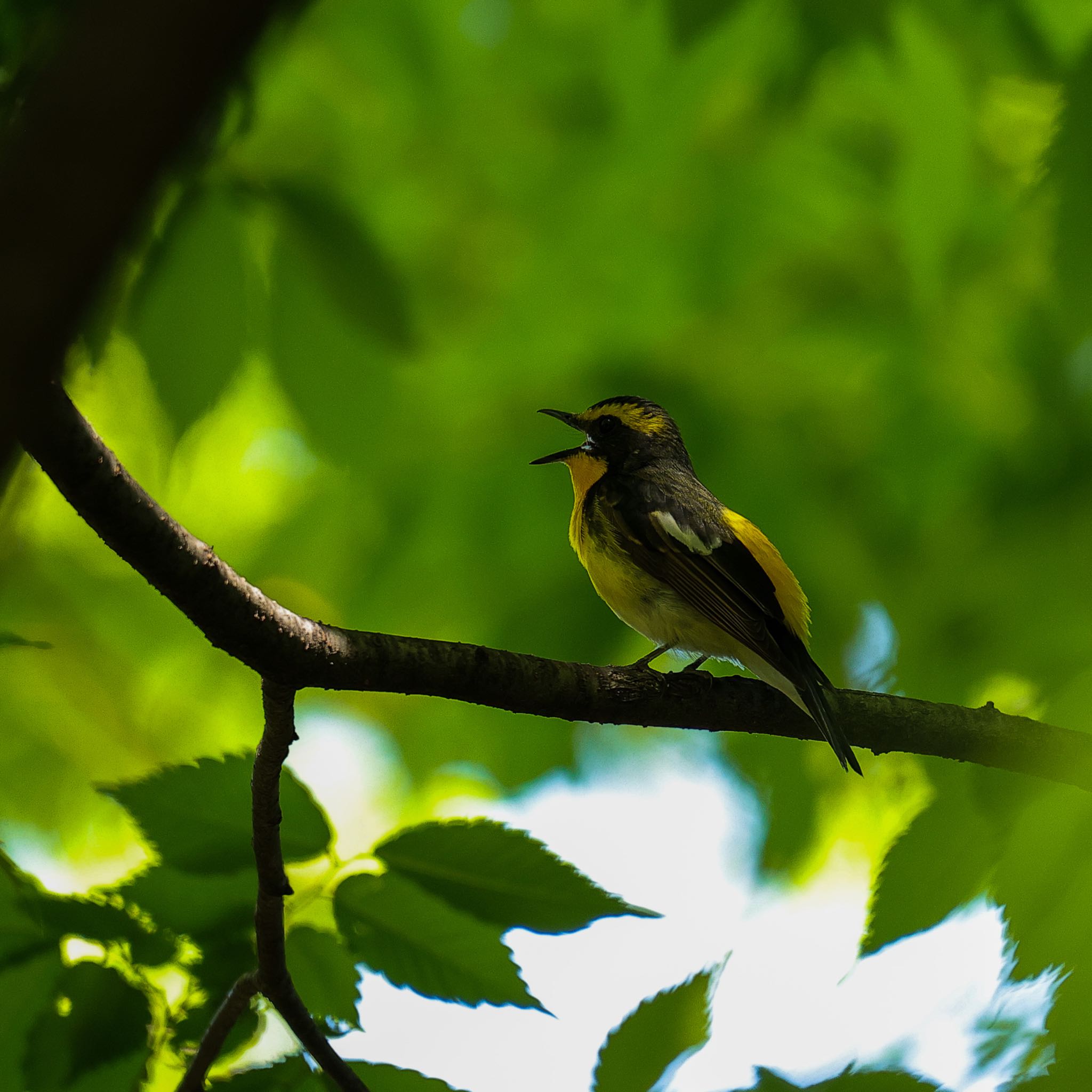 Photo of Narcissus Flycatcher at Osaka castle park by Sakamoto