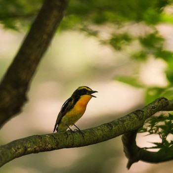 Narcissus Flycatcher Osaka castle park Sat, 5/7/2022