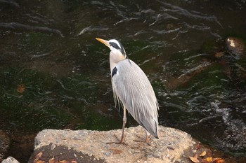 Grey Heron 湯河原 Sat, 12/2/2017