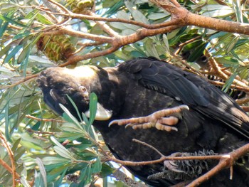 Yellow-tailed Black Cockatoo The Entrance, NSW, Australia Sat, 12/18/2021