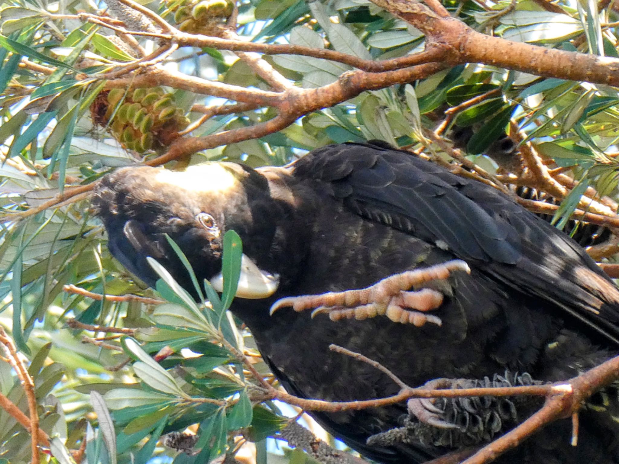 Photo of Yellow-tailed Black Cockatoo at The Entrance, NSW, Australia by Maki