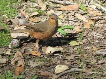 Rufous Treecreeper