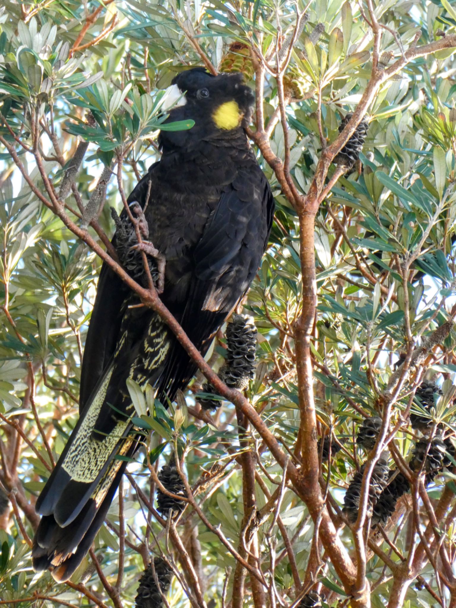 Photo of Yellow-tailed Black Cockatoo at The Entrance, NSW, Australia by Maki