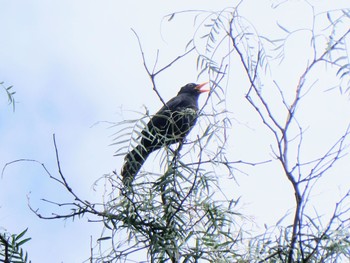 Common Blackbird Emu Green, Emu Heights, NSW, Australia Sun, 12/12/2021