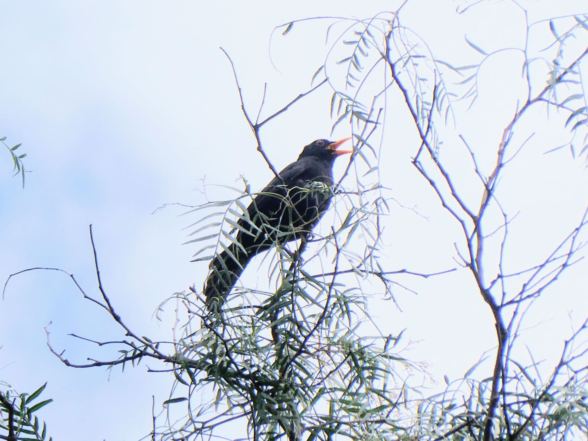 Photo of Common Blackbird at Emu Green, Emu Heights, NSW, Australia by Maki