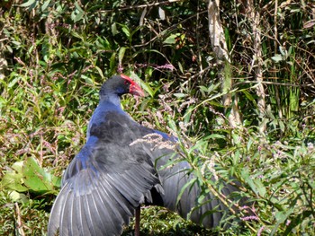 Australasian Swamphen Centennial Park (Sydney) Sun, 12/12/2021