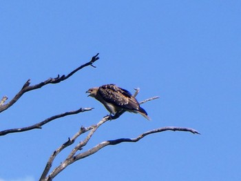 フエフキトビ Emu Green, Emu Heights, NSW, Australia 2021年12月12日(日)