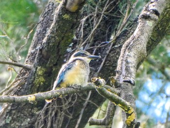 Sacred Kingfisher Emu Green, Emu Heights, NSW, Australia Sun, 12/12/2021