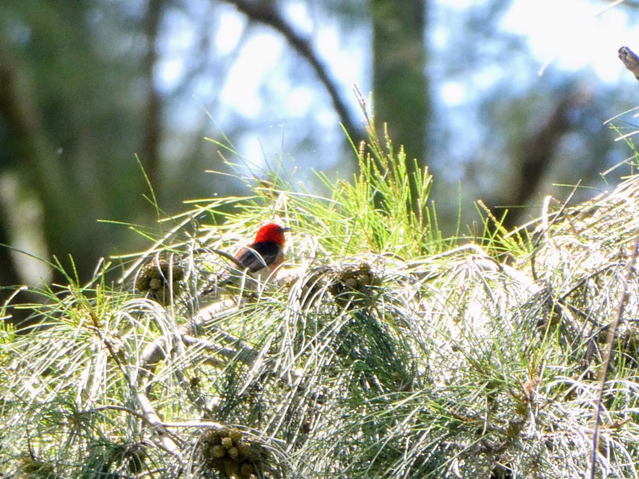 Photo of Scarlet Myzomela at Emu Green, Emu Heights, NSW, Australia by Maki