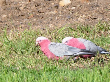 モモイロインコ Penrith, NSW, Australia 2021年12月12日(日)