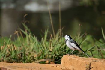 White Wagtail Akashi Park Tue, 11/28/2017