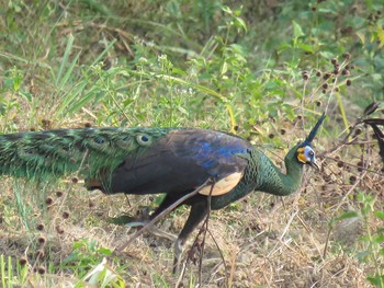 Green Peafowl