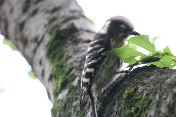 コゲラ 泉の森公園 2022年4月24日(日)