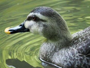 Eastern Spot-billed Duck Higashitakane Forest park Thu, 5/5/2022