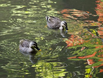 Eastern Spot-billed Duck Higashitakane Forest park Thu, 5/5/2022