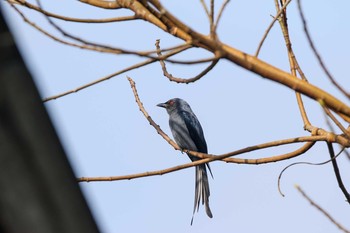 ハイイロオウチュウ ケーン・クラチャン国立公園 2017年11月25日(土)