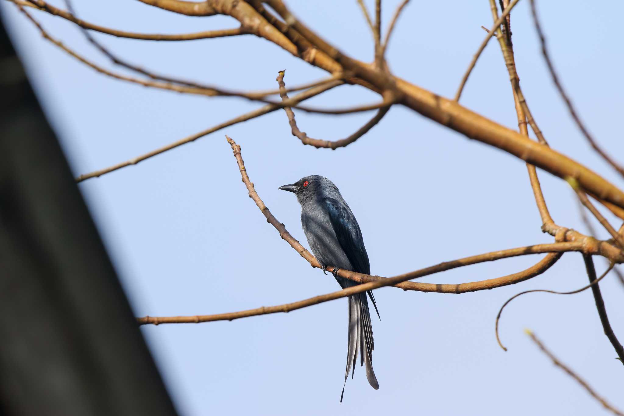 Ashy Drongo