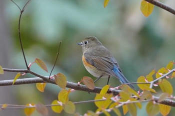 ルリビタキ 旭山記念公園 2022年5月3日(火)