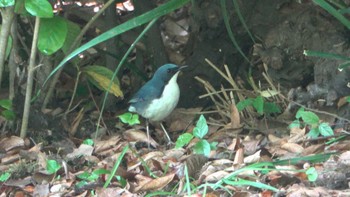 2022年5月7日(土) 大阪城公園の野鳥観察記録