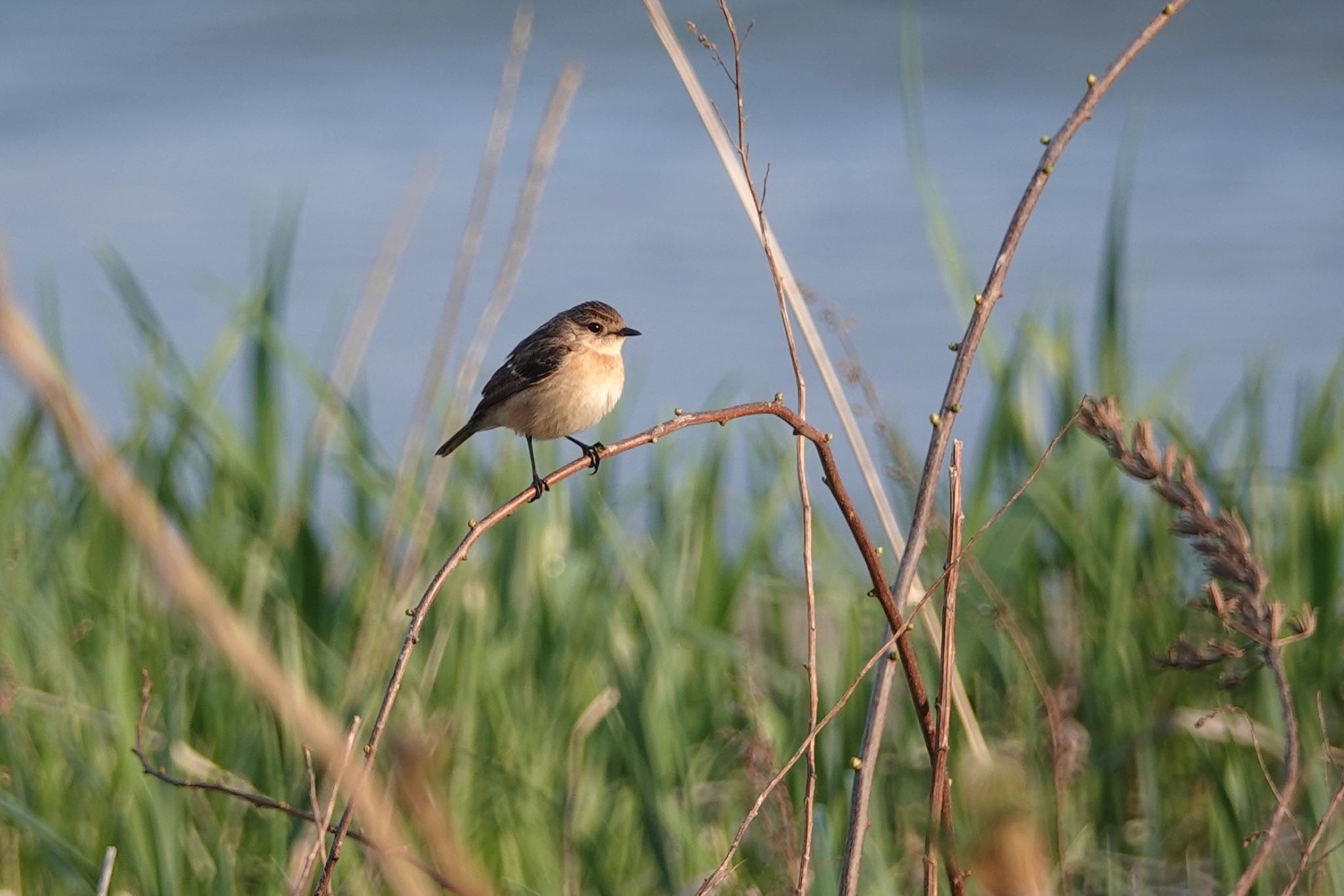 Amur Stonechat