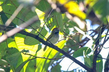 Dark-necked Tailorbird Kaeng Krachan National Park Sun, 11/26/2017