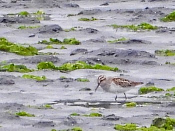 Broad-billed Sandpiper Yatsu-higata Sat, 5/7/2022