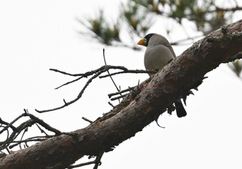2022年5月7日(土) 南アルプス邑野鳥公園の野鳥観察記録