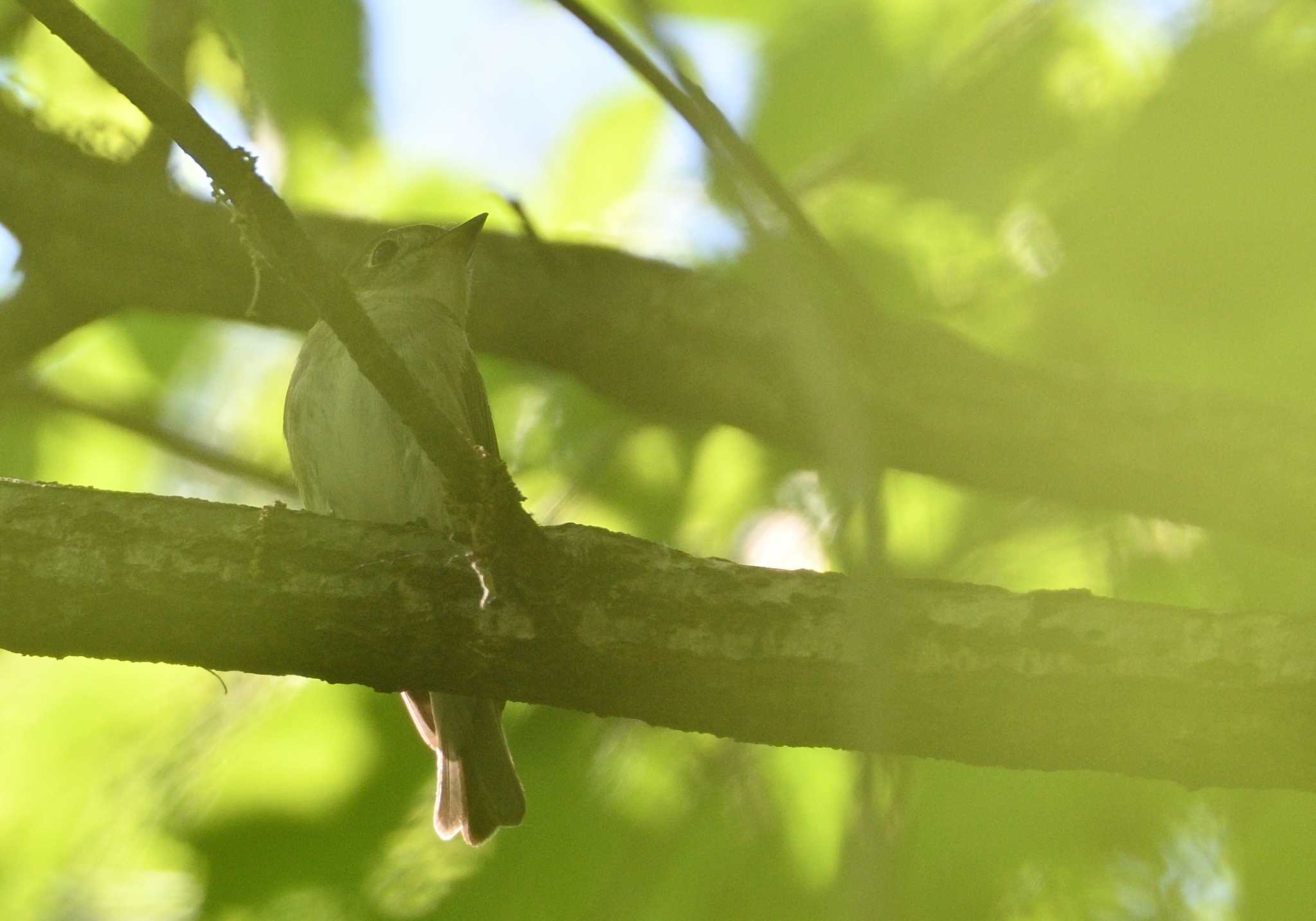 Photo of Asian Brown Flycatcher at 南アルプス邑野鳥公園 by 塩コンブ