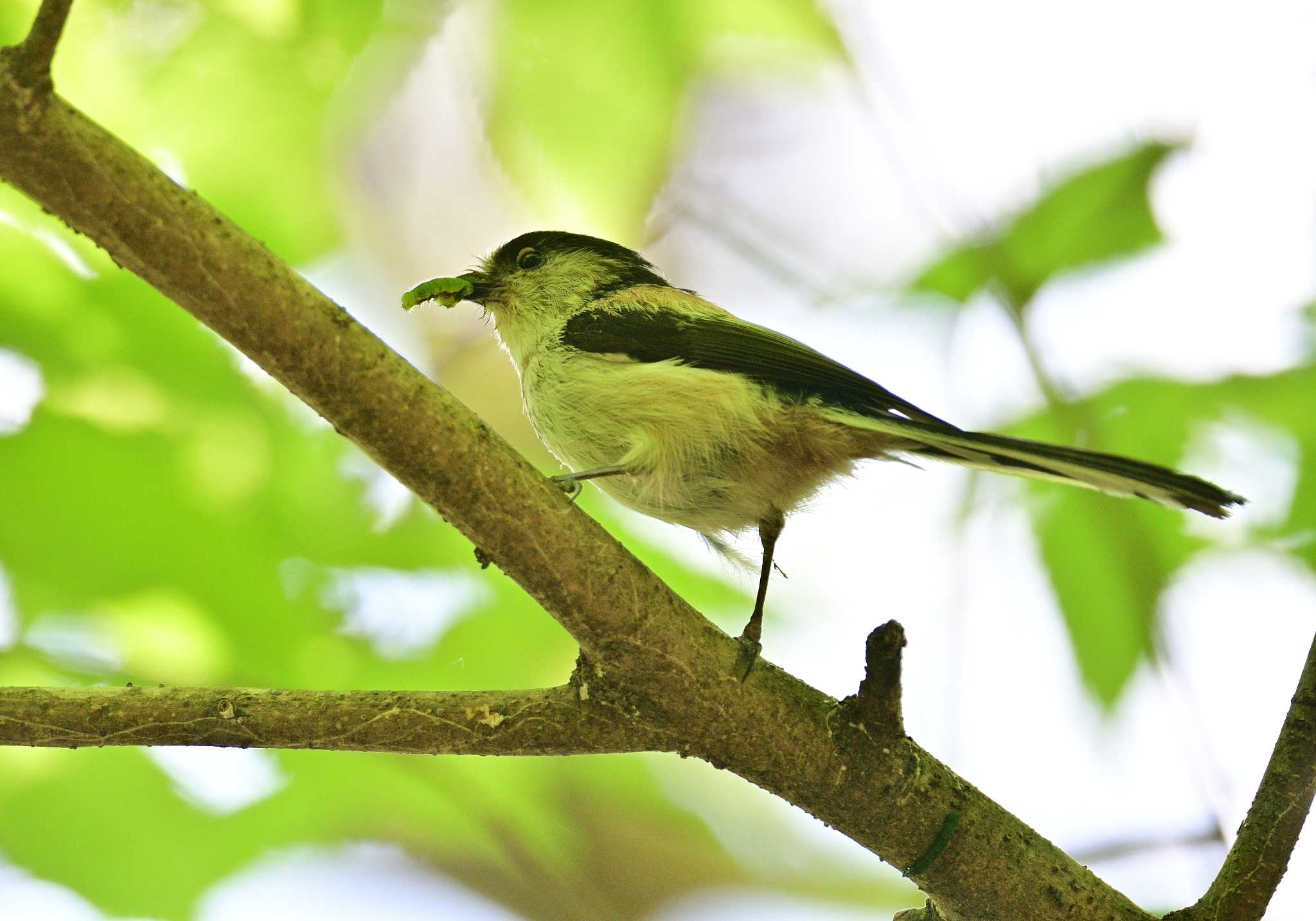 Photo of Long-tailed Tit at 南アルプス邑野鳥公園 by 塩コンブ