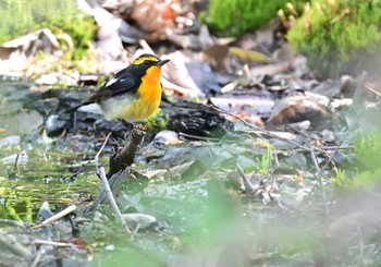 Narcissus Flycatcher Lake Kawaguchiko Field Center Sat, 5/7/2022