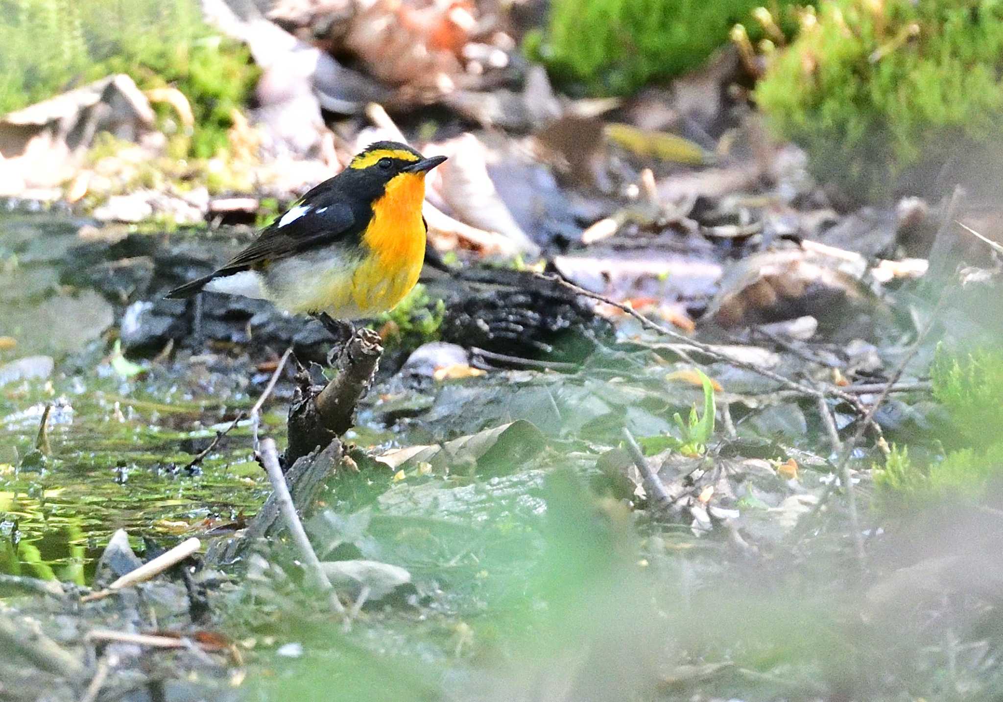 Photo of Narcissus Flycatcher at Lake Kawaguchiko Field Center by 塩コンブ