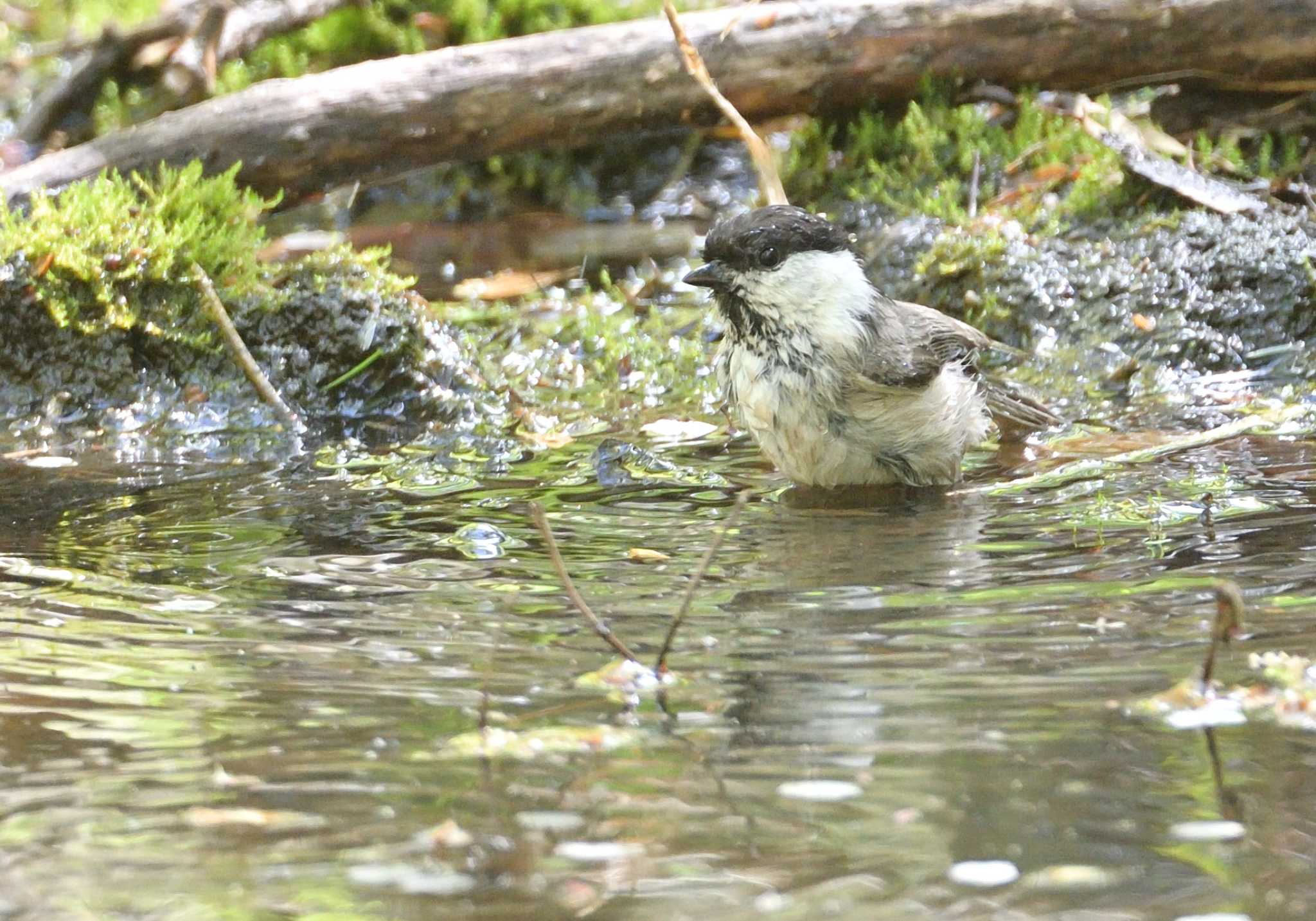 Willow Tit