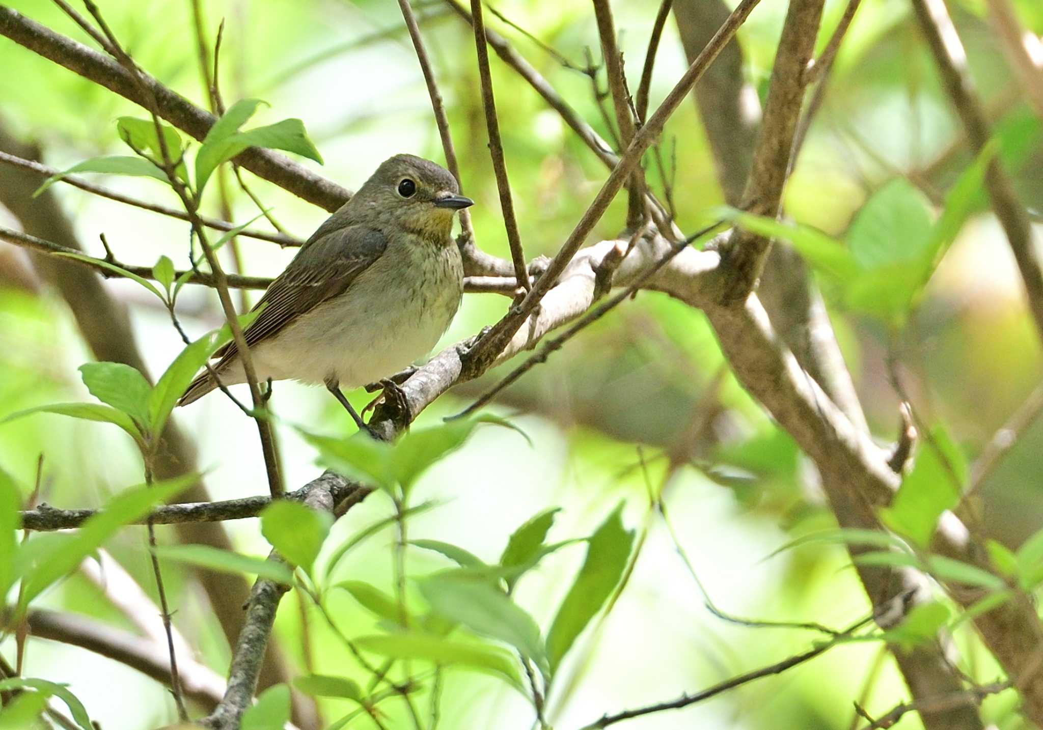 Narcissus Flycatcher