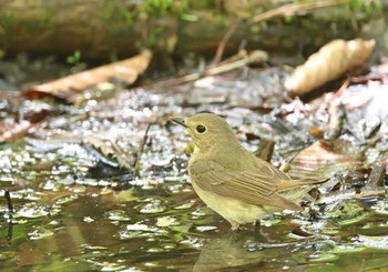 Narcissus Flycatcher Lake Kawaguchiko Field Center Sat, 5/7/2022