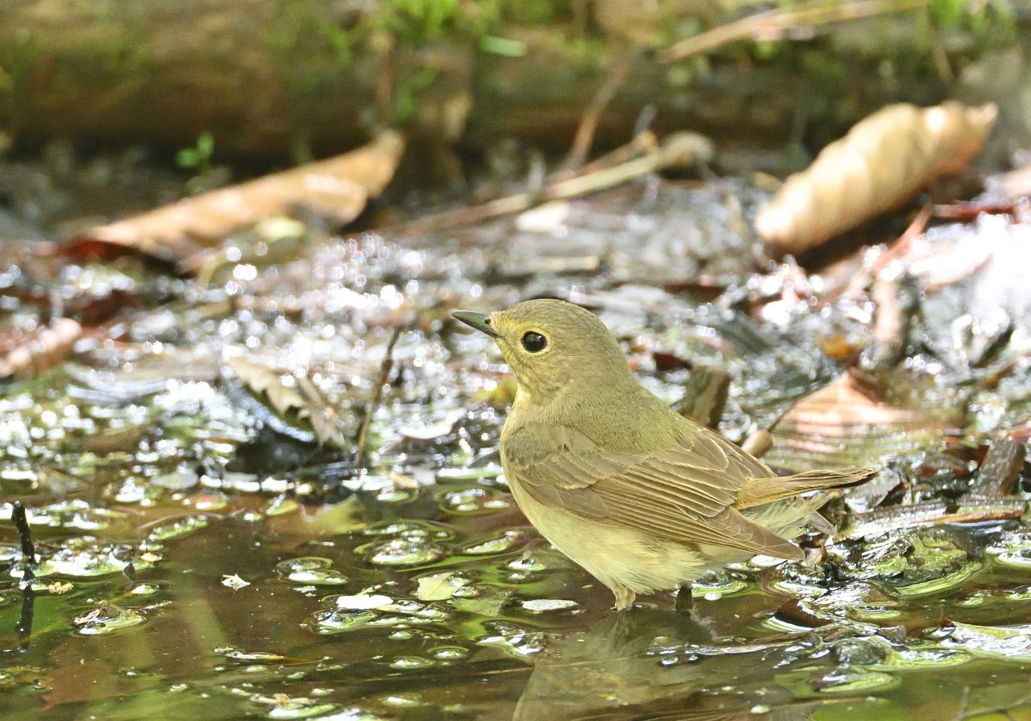 Narcissus Flycatcher