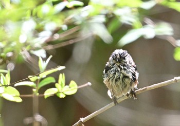 Long-tailed Tit Lake Kawaguchiko Field Center Sat, 5/7/2022