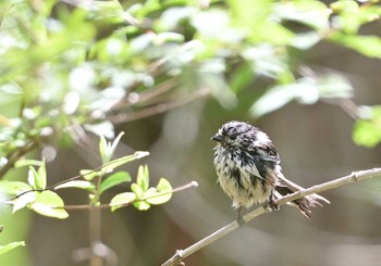 Long-tailed Tit Lake Kawaguchiko Field Center Sat, 5/7/2022