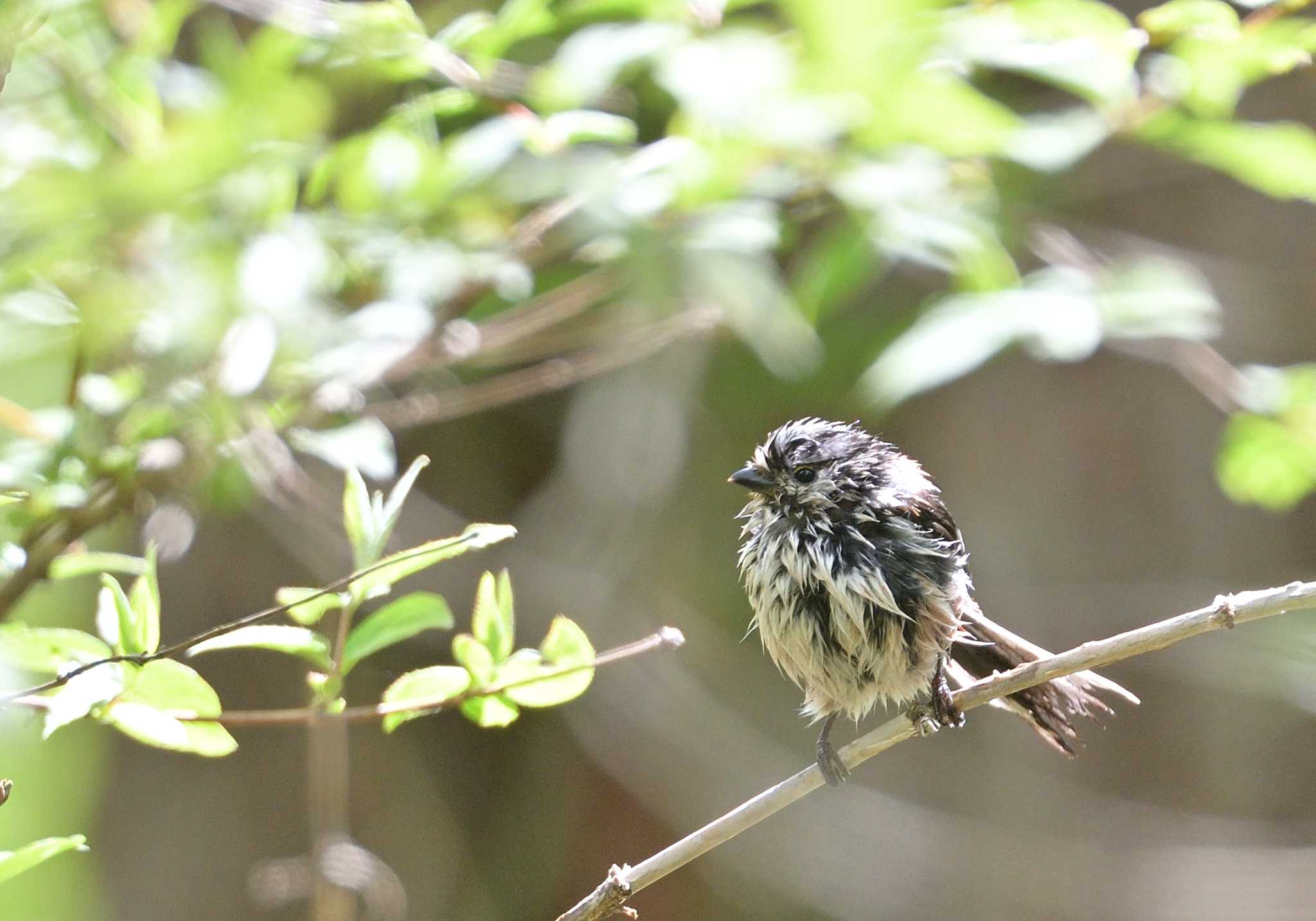 Photo of Long-tailed Tit at Lake Kawaguchiko Field Center by 塩コンブ