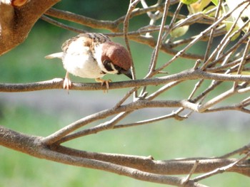 2022年5月8日(日) 平和の森公園、妙正寺川の野鳥観察記録